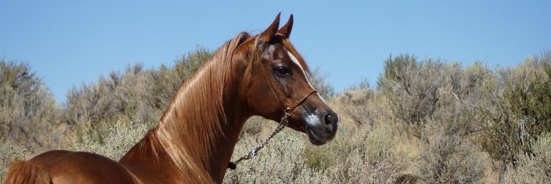 Donde muere mi caballo muero yo es un relato escrito por Miguel Rodríguez Echeandía sobre la hazaña de Ignacio Fernández en Marruecos.