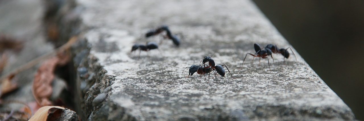 La caza es un relato escrito por Miguel Rodríguez Echeandía que trata sobre la dificultad y el riesgo de sobrevivir.