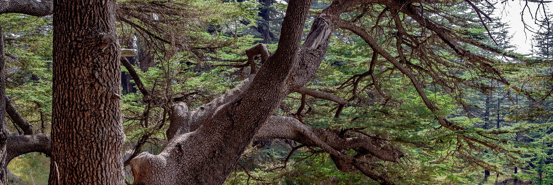 El patriarca es un relato escrito por Miguel Rodríguez Echeandía sobre el árbol más antiguo de Europa: el cedro de las Islas Canarias.